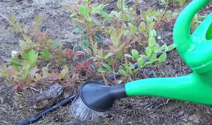 Уксус для голубики: подкисление почвы, как разводить уксус, правила полива