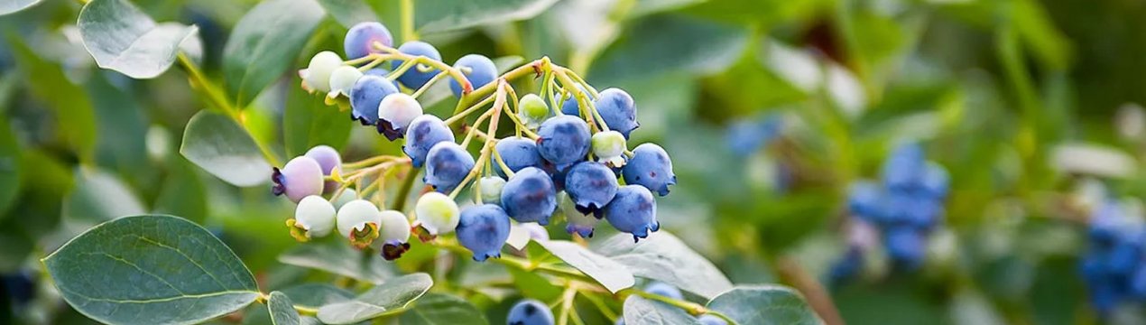 Опис сорту лохини Блюджей