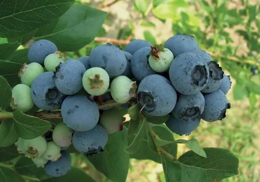 Лохина Блюджей