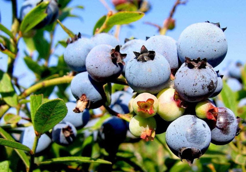 Лохина Блюджей