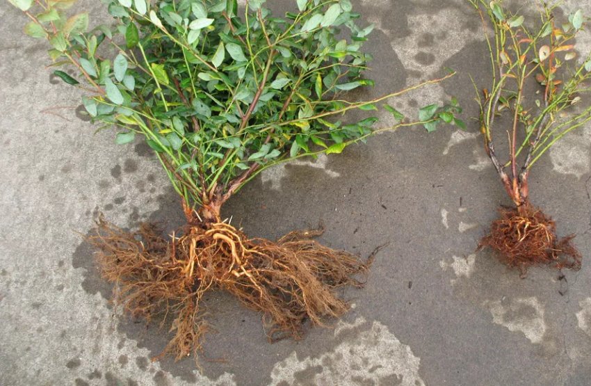 Коренева система лохини