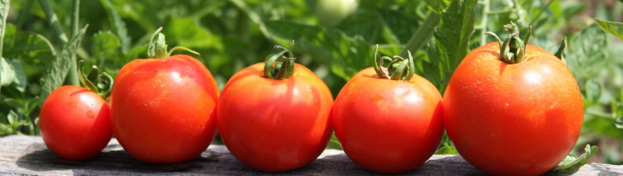 Помідори «Спаська вежа»: опис, агротехніка вирощування