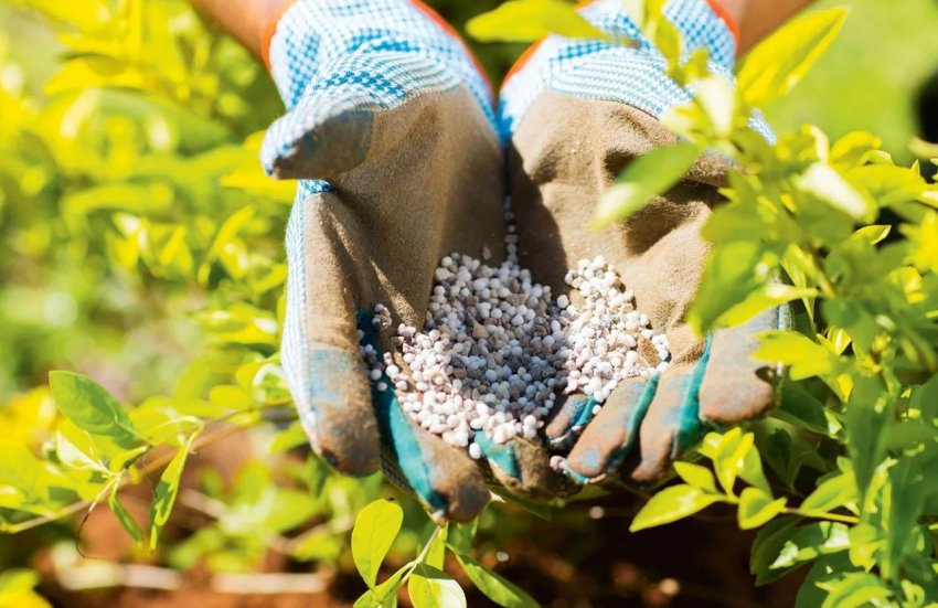 Підживлення лохини