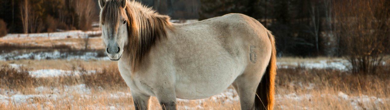 Якутський кінь: опис породи, догляд та утримання