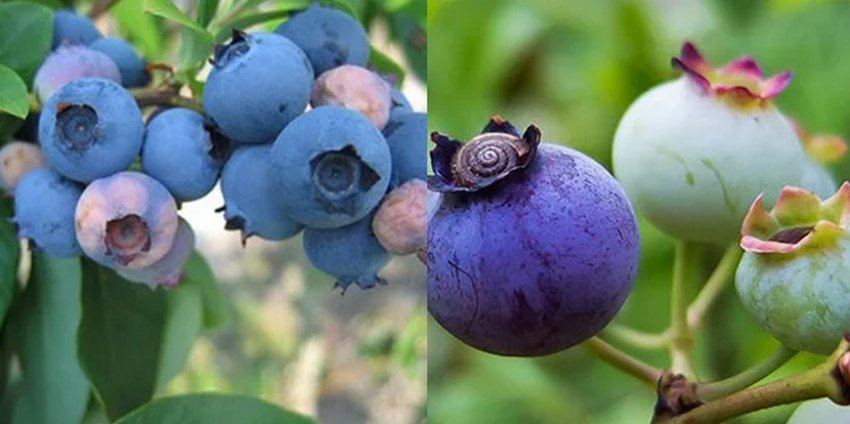 Коккомікозом лохини