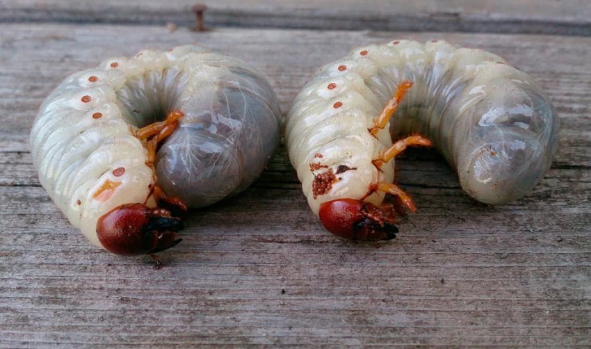 Личинки хруща