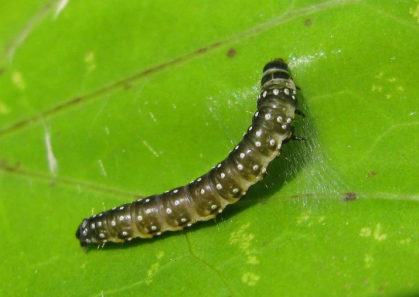 Плодожерка голубичная