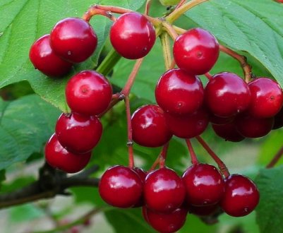 Обрізка калини звичайної: потрібно обрізати, коли і як