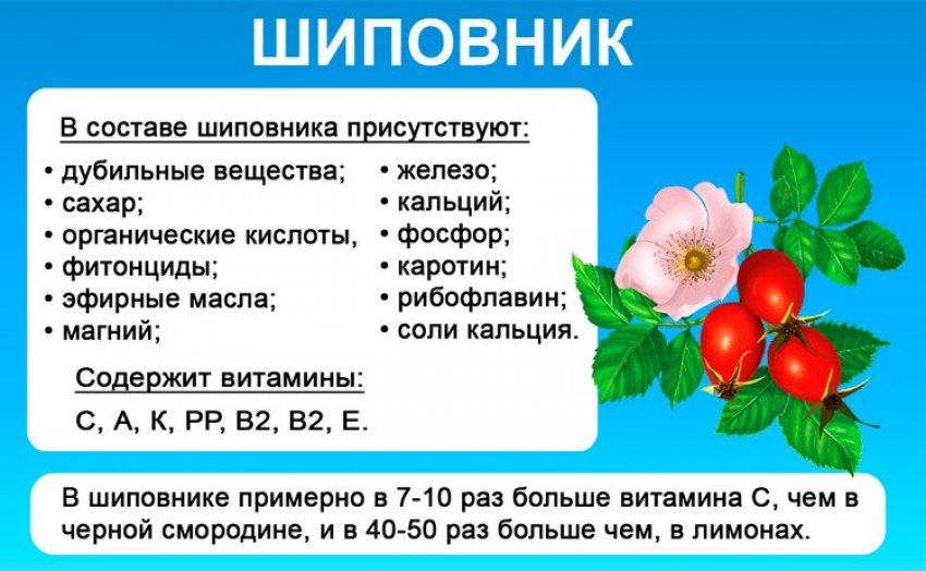 Пищевая ценность шиповника