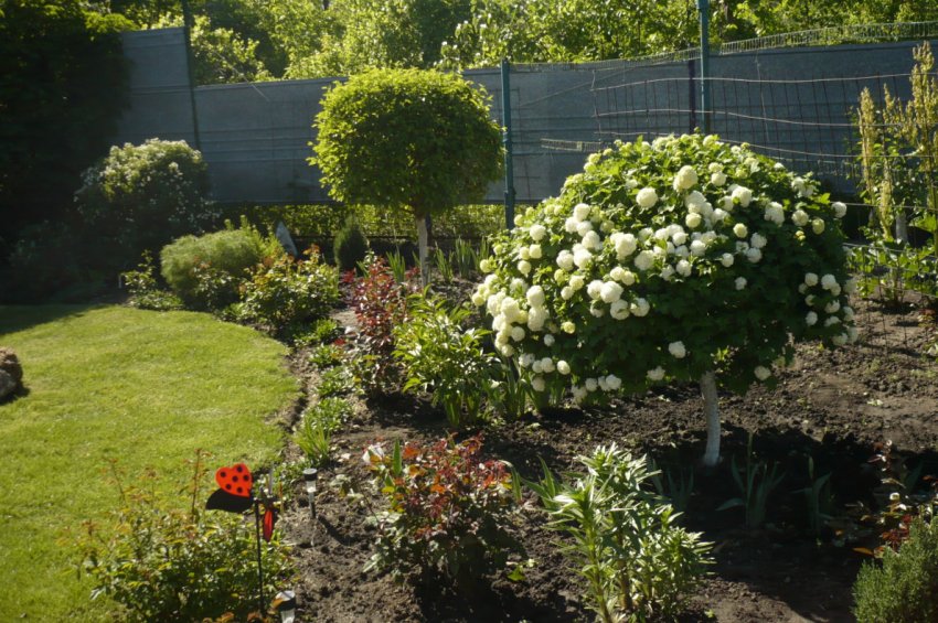 Калина Бульдонеж в ландшафтному дизайні