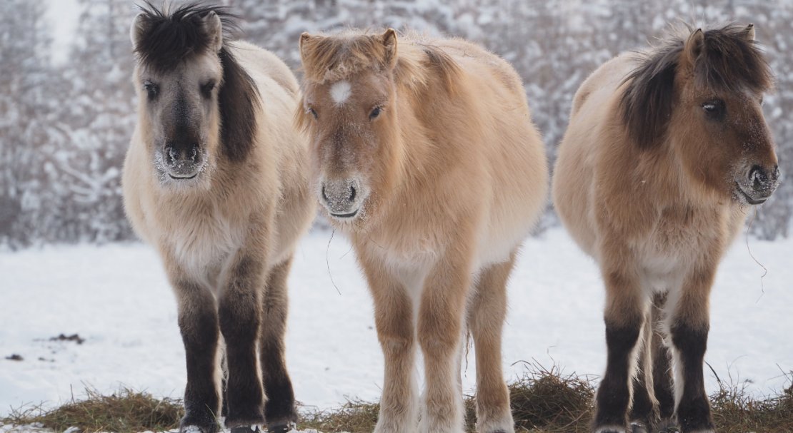 Якутская лошадь: описание и характеристика породы с фото, особенности ухода,содержания и питания, видео