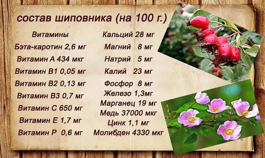 Польза ягод шиповника