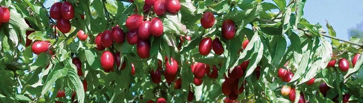 Кизил Лук'янівський: опис сорту і особливості вирощування