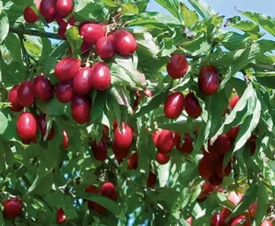 Кизил Лук'янівський: опис сорту і особливості вирощування