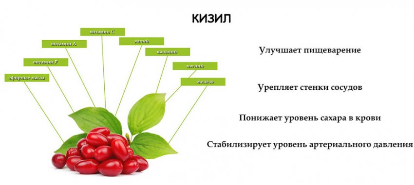 Корисні властивості кизилу