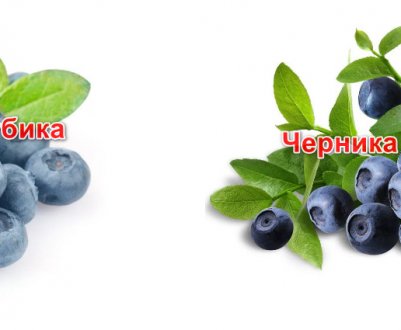 Лохина і чорниця