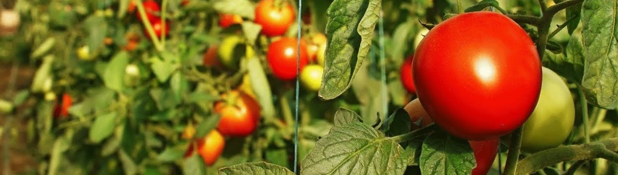 как обработать помидоры трихополом если они заболели. Смотреть фото как обработать помидоры трихополом если они заболели. Смотреть картинку как обработать помидоры трихополом если они заболели. Картинка про как обработать помидоры трихополом если они заболели. Фото как обработать помидоры трихополом если они заболели