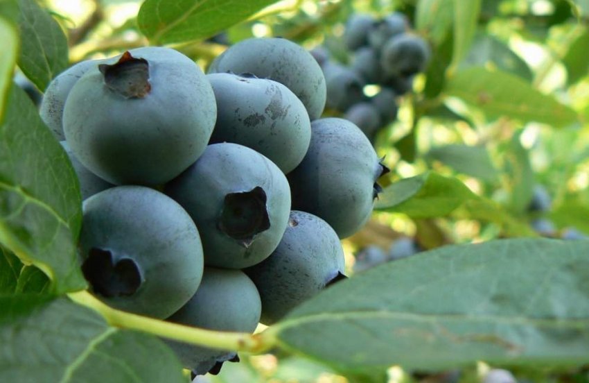 Лохина сорти XXL Лохина сорти XXL