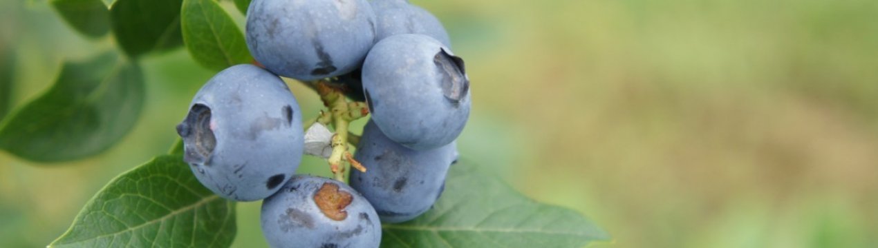 Опис сорту лохини XXL