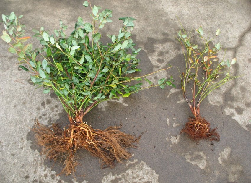 Коренева система лохини Коренева система лохини