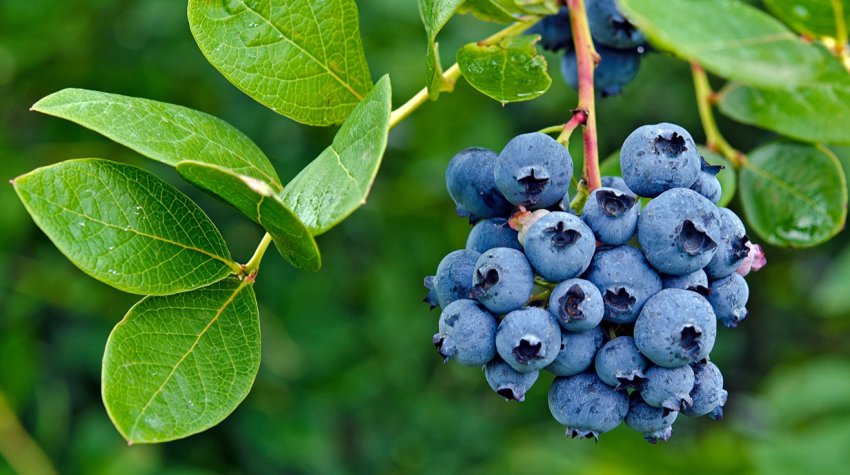 Листя і плоди чорниці Листя і плоди чорниці