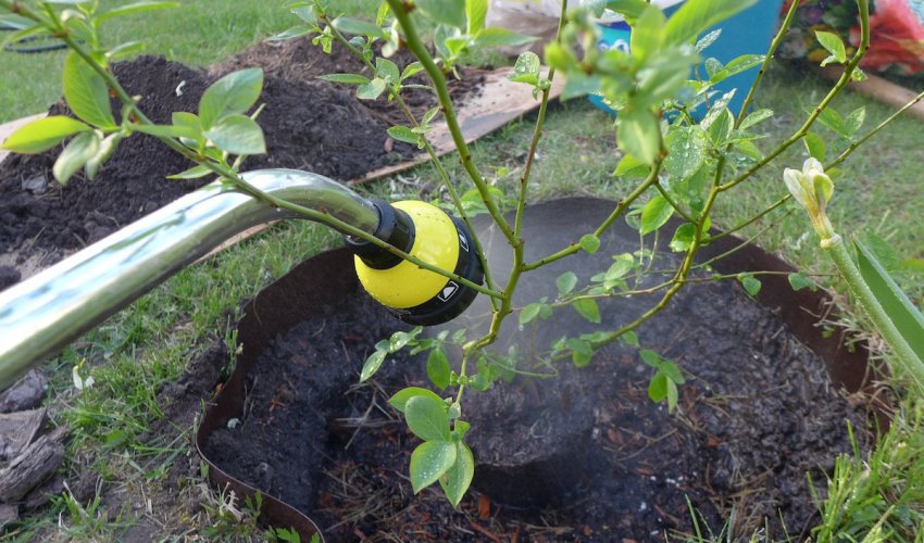 Полив лохини Полив лохини