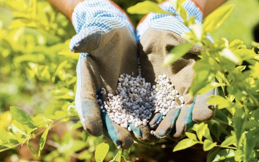 Підживлення лохини Підживлення лохини