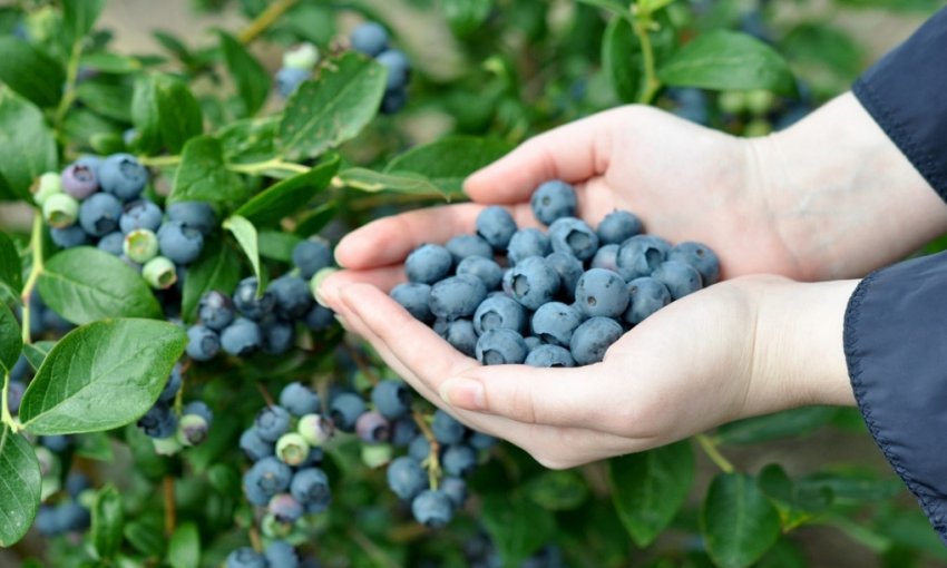 Збір врожаю лохини Збір врожаю лохини