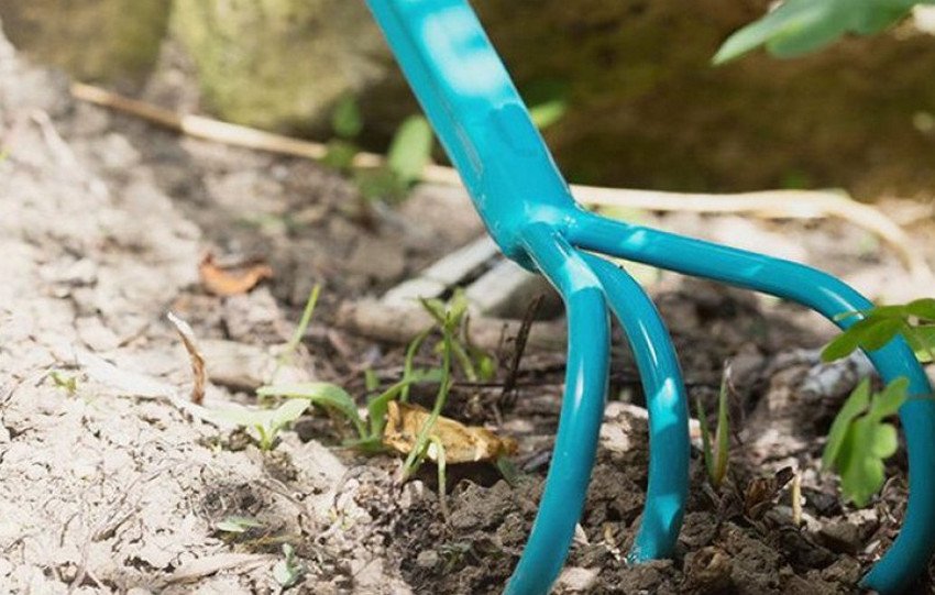 Розпушування лохини Розпушування лохини