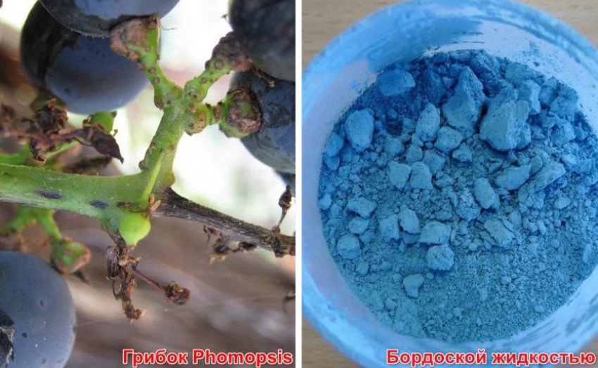 Обробка лохини від хвороб і шкідників Обробка лохини від хвороб і шкідників