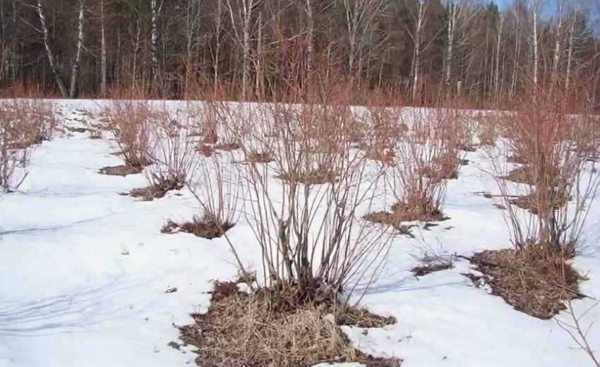 Зимівля лохини Зимівля лохини