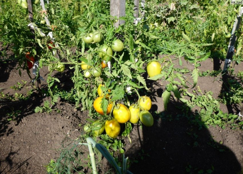 Вирощування томата Золоте серце Вирощування томата Золоте серце
