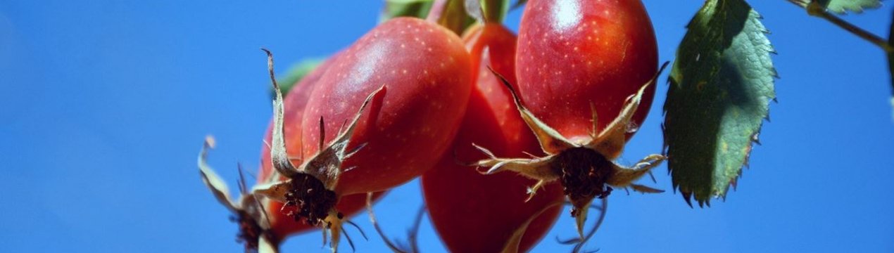 Шипшина для жіночого здоров'я