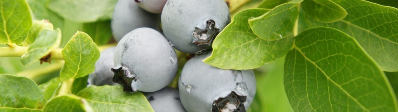 Лохина Торо: правила вирощування, користь і шкода