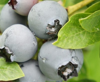 Лохина Торо: правила вирощування, користь і шкода