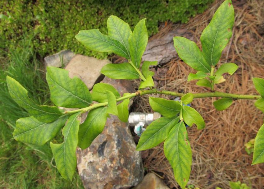 Хлороз лохини