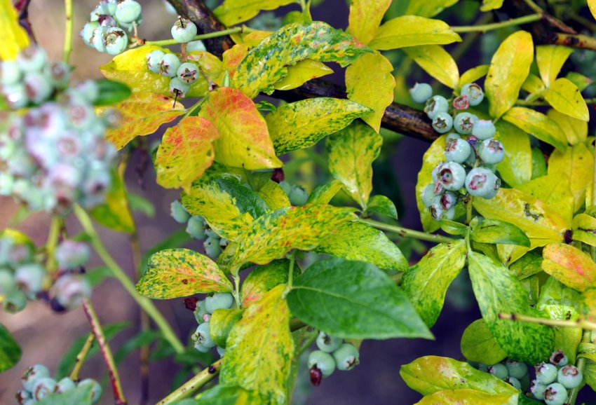 Вірусна хвороба лохини