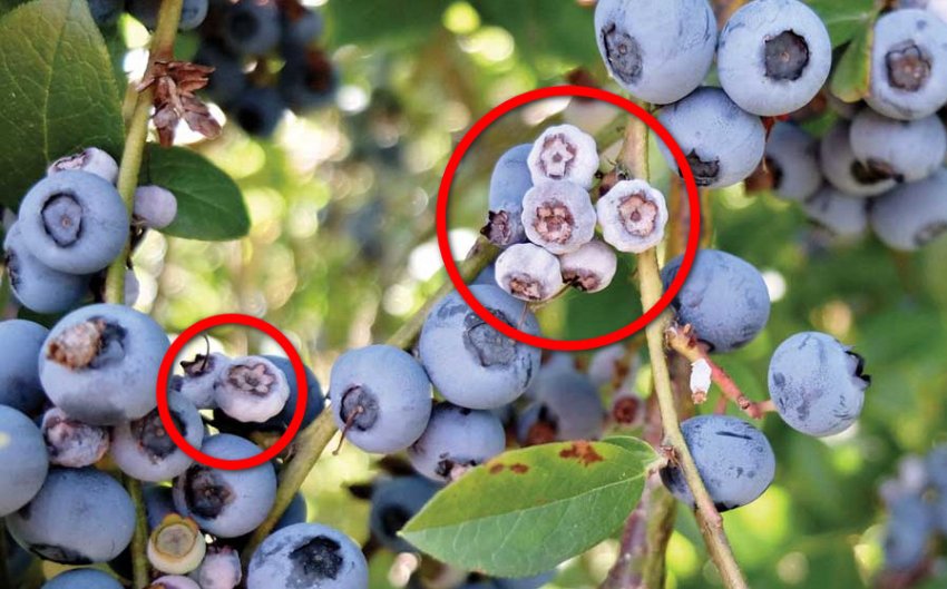 Муміфікування плодів чорниці