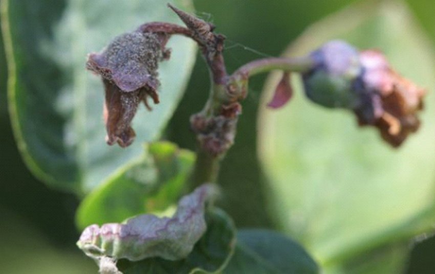 Сіра гниль лохини