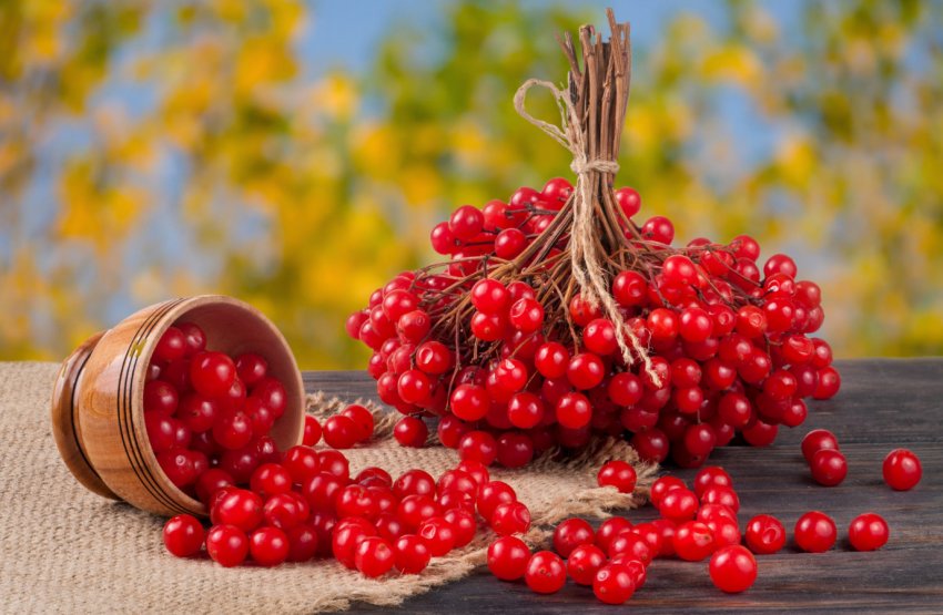 Калина для варення Калина для варення