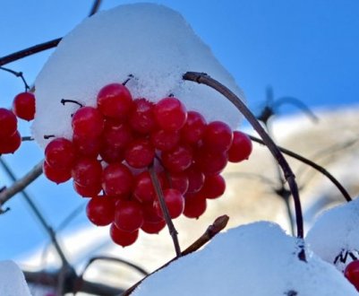 Рецепти на зиму калини червоної на зиму