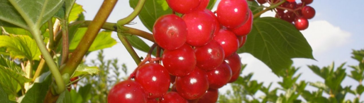 Калина Жолобовская: характеристика сорту і особливості застосування