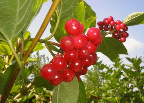 Калина Жолобовская: характеристика сорту і особливості застосування