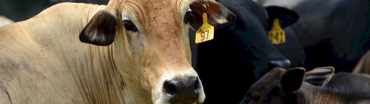 Німеччина фінансово підтримає безприв'язне утримання корів