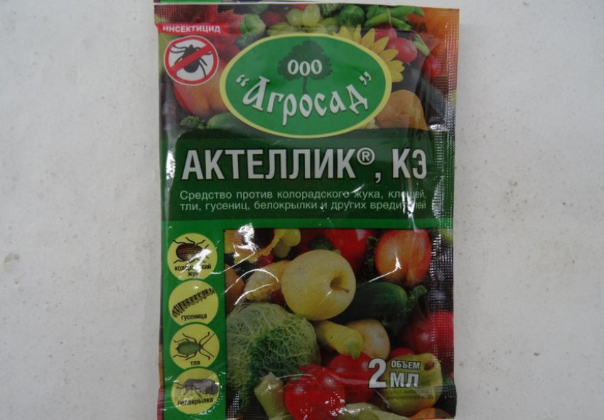Смородина тля как бороться народные средства. 108290.pv17tc.850. Смородина тля как бороться народные средства фото. Смородина тля как бороться народные средства-108290.pv17tc.850. картинка Смородина тля как бороться народные средства. картинка 108290.pv17tc.850. Тля не только вредоносный паразит, который вытягивает все соки из смородины, но еще и переносчик опасных инфекций. Грибок – далеко не худшее, что может принести вредитель. Неизлечимые вирусы способны уничтожить целую посадку, погубить урожай и испортить почву на пару лет. Поэтому так важно своевременно бороться с тлей, а мы уже готовы рассказать, как!
