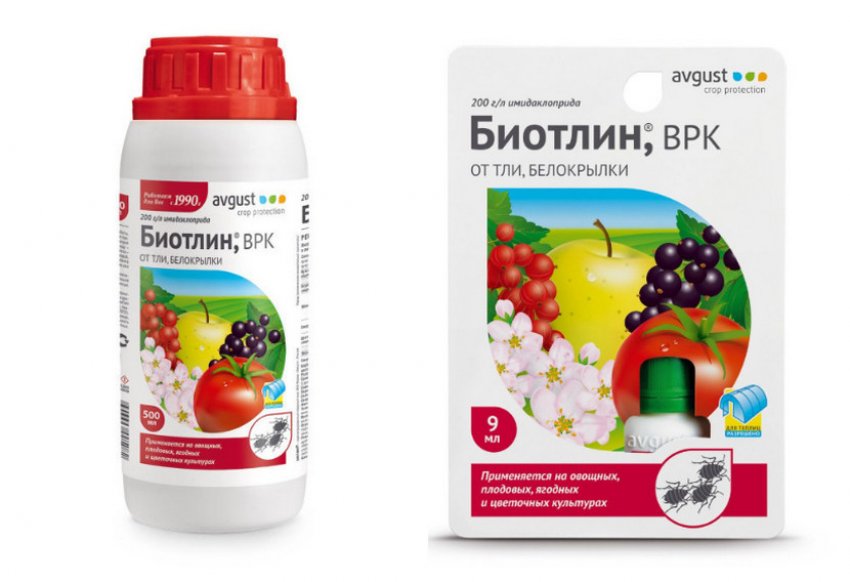 Смородина тля как бороться народные средства. 108293.pv1850.850. Смородина тля как бороться народные средства фото. Смородина тля как бороться народные средства-108293.pv1850.850. картинка Смородина тля как бороться народные средства. картинка 108293.pv1850.850. Тля не только вредоносный паразит, который вытягивает все соки из смородины, но еще и переносчик опасных инфекций. Грибок – далеко не худшее, что может принести вредитель. Неизлечимые вирусы способны уничтожить целую посадку, погубить урожай и испортить почву на пару лет. Поэтому так важно своевременно бороться с тлей, а мы уже готовы рассказать, как!