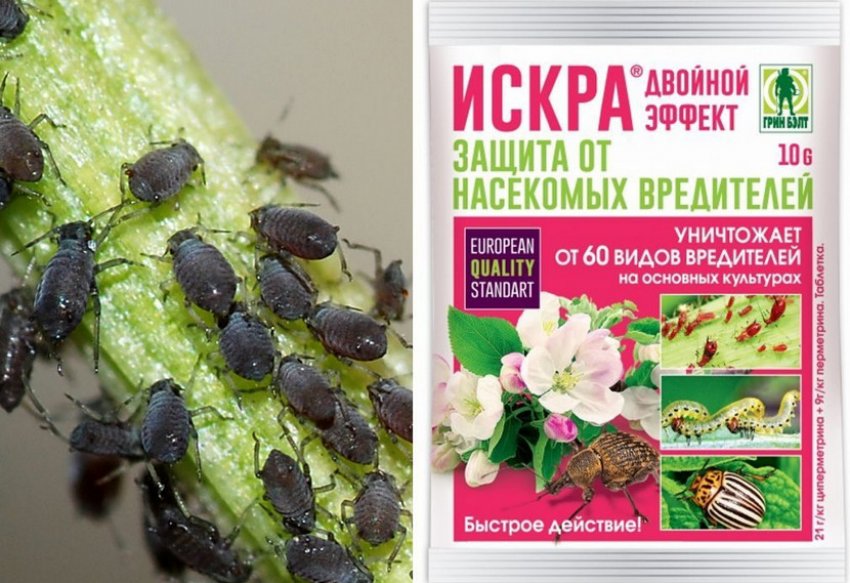 Смородина тля как бороться народные средства. 108295.pv18f0.850. Смородина тля как бороться народные средства фото. Смородина тля как бороться народные средства-108295.pv18f0.850. картинка Смородина тля как бороться народные средства. картинка 108295.pv18f0.850. Тля не только вредоносный паразит, который вытягивает все соки из смородины, но еще и переносчик опасных инфекций. Грибок – далеко не худшее, что может принести вредитель. Неизлечимые вирусы способны уничтожить целую посадку, погубить урожай и испортить почву на пару лет. Поэтому так важно своевременно бороться с тлей, а мы уже готовы рассказать, как!