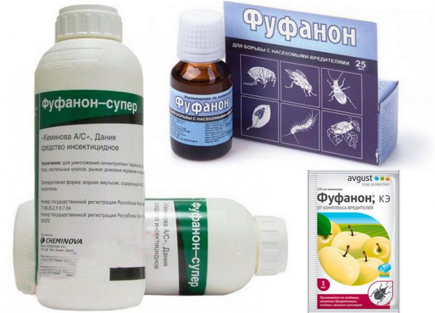 Смородина тля как бороться народные средства. 108297.pv18p0.850. Смородина тля как бороться народные средства фото. Смородина тля как бороться народные средства-108297.pv18p0.850. картинка Смородина тля как бороться народные средства. картинка 108297.pv18p0.850. Тля не только вредоносный паразит, который вытягивает все соки из смородины, но еще и переносчик опасных инфекций. Грибок – далеко не худшее, что может принести вредитель. Неизлечимые вирусы способны уничтожить целую посадку, погубить урожай и испортить почву на пару лет. Поэтому так важно своевременно бороться с тлей, а мы уже готовы рассказать, как!