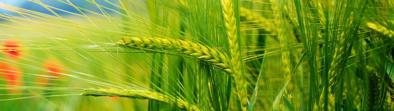 Аргентинці завершують посівну кампанію