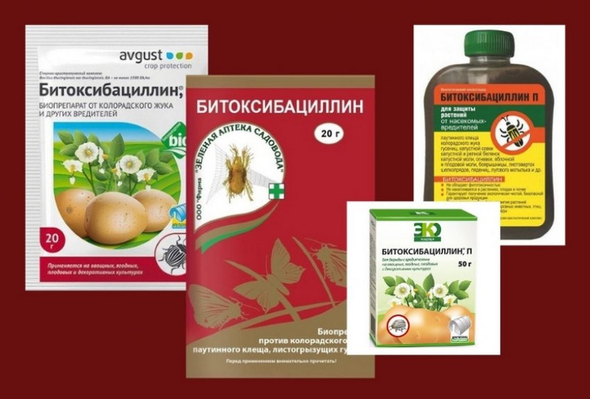 Смородина тля как бороться народные средства. 108302.pv19ao.850. Смородина тля как бороться народные средства фото. Смородина тля как бороться народные средства-108302.pv19ao.850. картинка Смородина тля как бороться народные средства. картинка 108302.pv19ao.850. Тля не только вредоносный паразит, который вытягивает все соки из смородины, но еще и переносчик опасных инфекций. Грибок – далеко не худшее, что может принести вредитель. Неизлечимые вирусы способны уничтожить целую посадку, погубить урожай и испортить почву на пару лет. Поэтому так важно своевременно бороться с тлей, а мы уже готовы рассказать, как!
